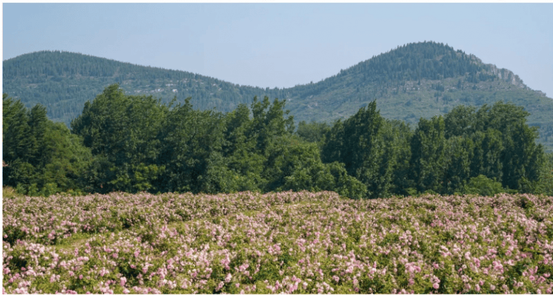 业链生态以长期主义深耕个人护理赛道开元棋牌试玩半亩花田构建花植全产(图3) 业链生态以长期主义深耕个人护理赛道开元棋牌试玩半亩花田构建花植全产(图3)